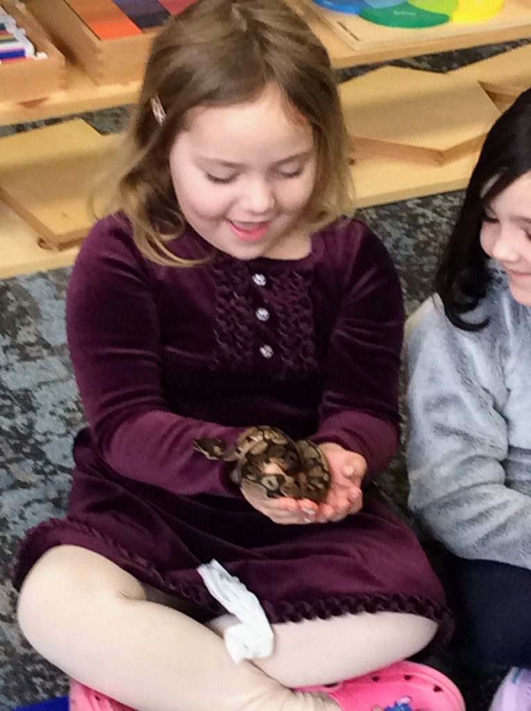 A visit from Oreo, a Ball Python