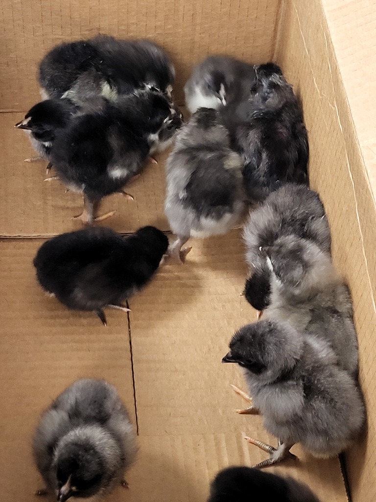Baby Chicks 4K / K